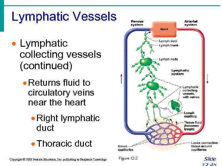 Lymphatic Vessels · Lymphatic collecting vessels (continued) · Returns fluid to circulatory veins near