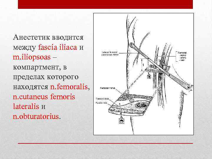 Анестетик вводится между fascia iliaca и m. iliopsoas – компартмент, в пределах которого находятся