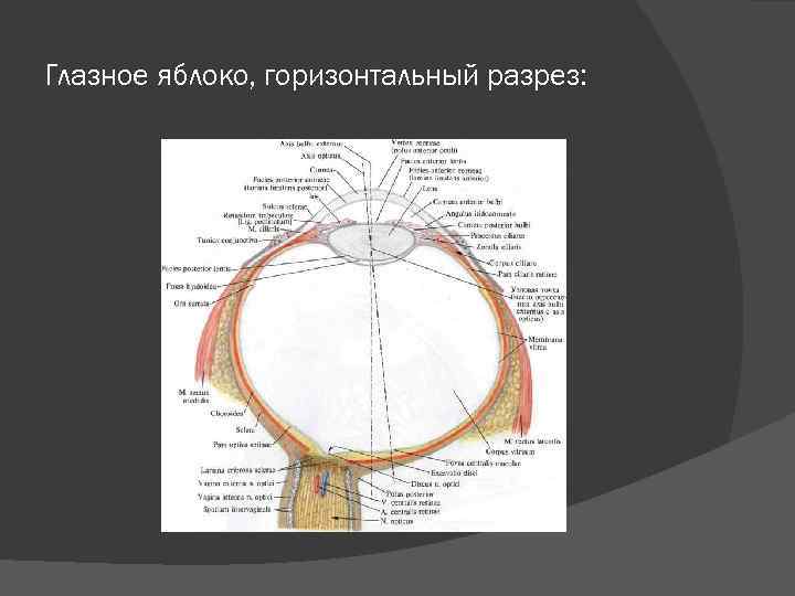 Схема продольного разреза глазного яблока