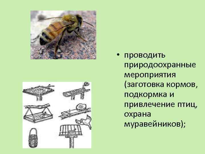  • проводить природоохранные мероприятия (заготовка кормов, подкормка и привлечение птиц, охрана муравейников); 