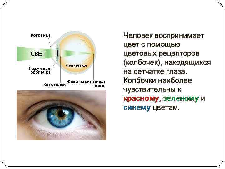 Человек воспринимает цвет с помощью цветовых рецепторов (колбочек), находящихся на сетчатке глаза. Колбочки наиболее