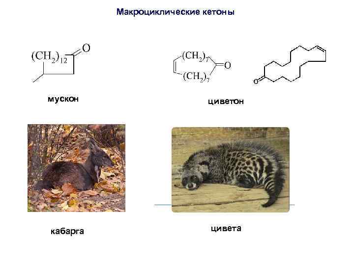 Макроциклические кетоны мускон кабарга циветон цивета 