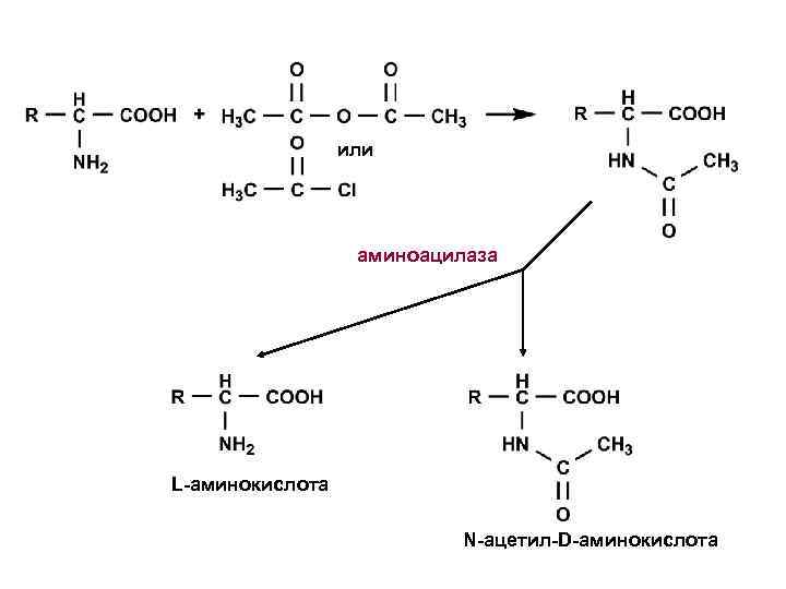 или аминоацилаза L-аминокислота N-ацетил-D-аминокислота 