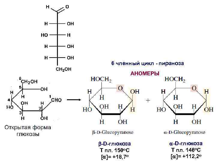 Цикл глюкозы