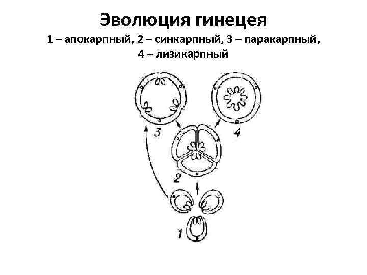Эволюция гинецея 1 – апокарпный, 2 – синкарпный, 3 – паракарпный, 4 – лизикарпный
