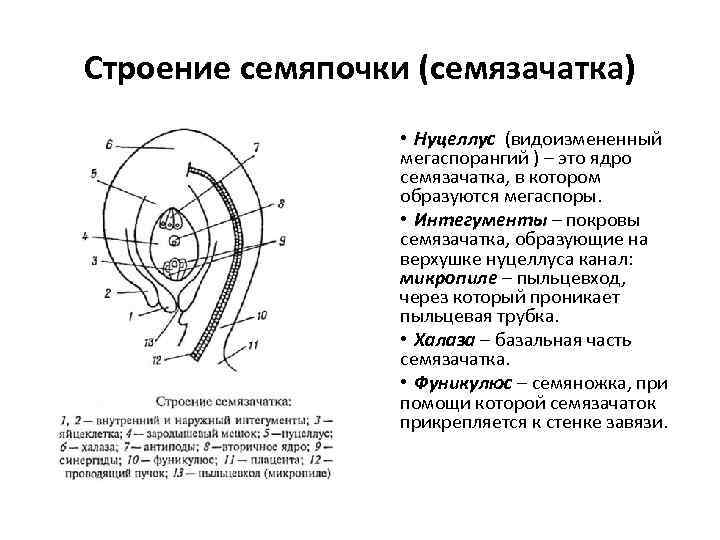 Строение семяпочки (семязачатка) • Нуцеллус (видоизмененный мегаспорангий ) – это ядро семязачатка, в котором