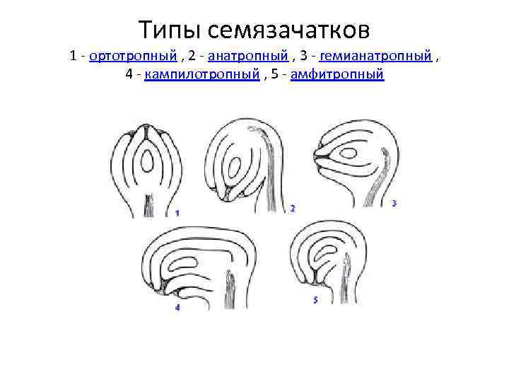 Типы семязачатков 1 - ортотропный , 2 - анатропный , 3 - гемианатропный ,