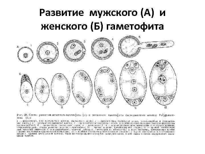 Развитие мужского (А) и женского (Б) гаметофита 