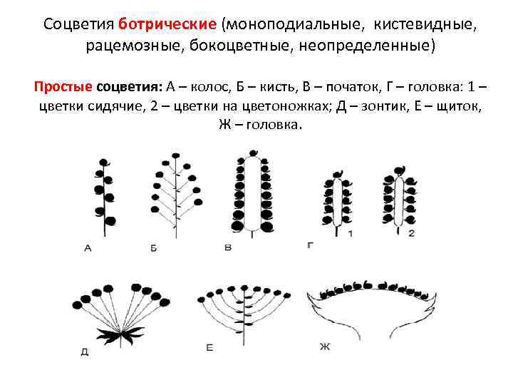 Соцветия ботрические (моноподиальные, кистевидные, рацемозные, бокоцветные, неопределенные) Простые соцветия: А – колос, Б –