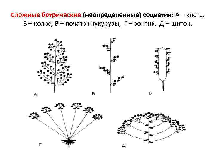 Сложные ботрические (неопределенные) соцветия: А – кисть, Б – колос, В – початок кукурузы,
