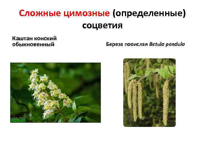 Сложные цимозные (определенные) соцветия Каштан конский обыкновенный Береза повислая Betula pendula 