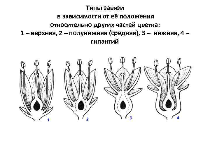 Типы завязи в зависимости от её положения относительно других частей цветка: 1 – верхняя,