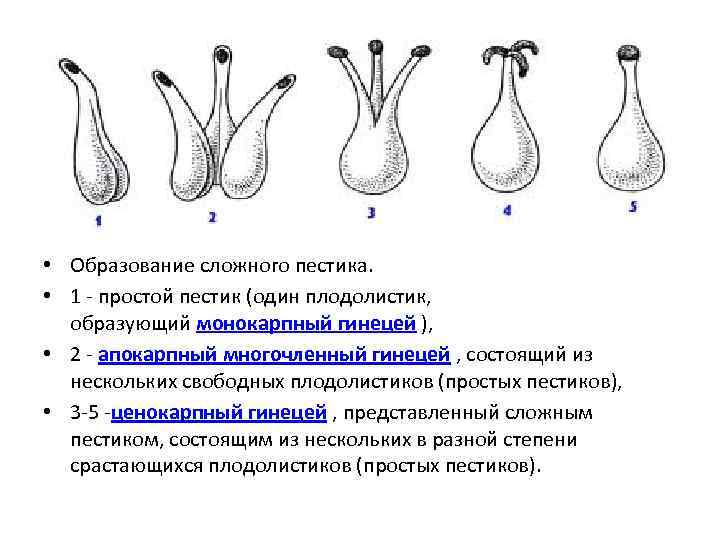  • Образование сложного пестика. • 1 - простой пестик (один плодолистик, образующий монокарпный