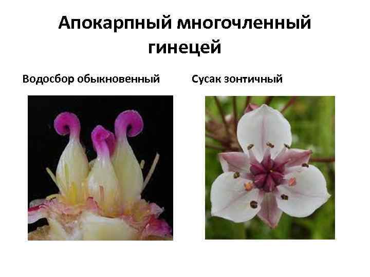 Апокарпный многочленный гинецей Водосбор обыкновенный Сусак зонтичный 