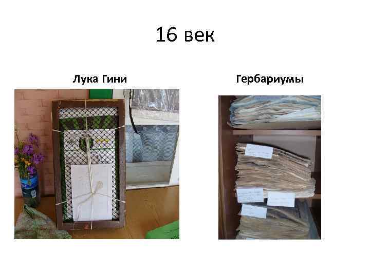 16 век Лука Гини Гербариумы 