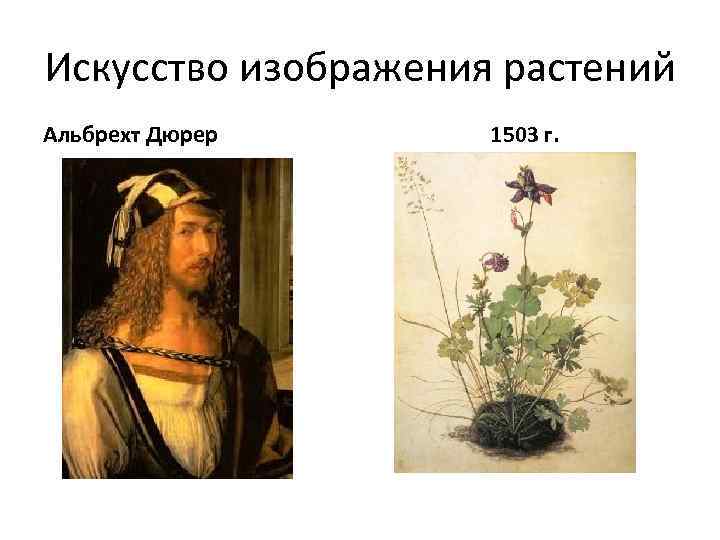 Искусство изображения растений Альбрехт Дюрер 1503 г. 