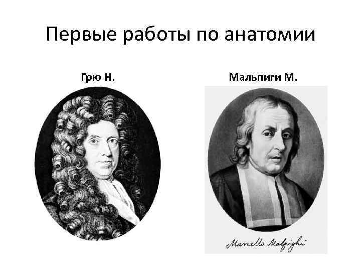 Первые работы по анатомии Грю Н. Мальпиги М. 