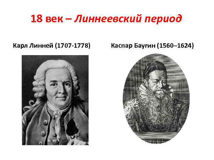 18 век – Линнеевский период Карл Линней (1707 -1778) Каспар Баугин (1560– 1624) 