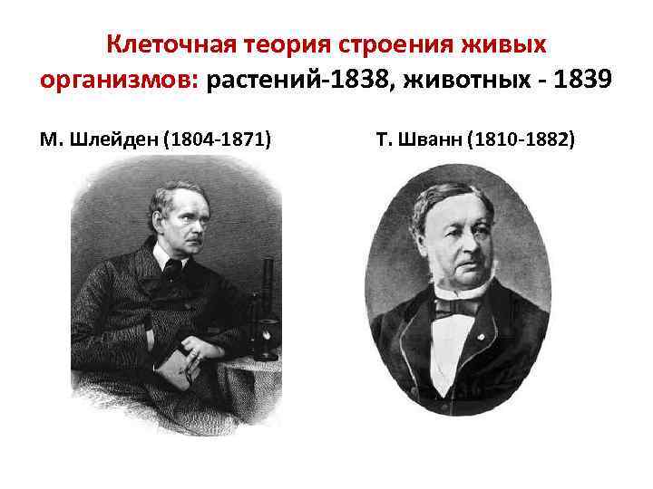 Клеточная теория строения живых организмов: растений-1838, животных - 1839 М. Шлейден (1804 -1871) Т.