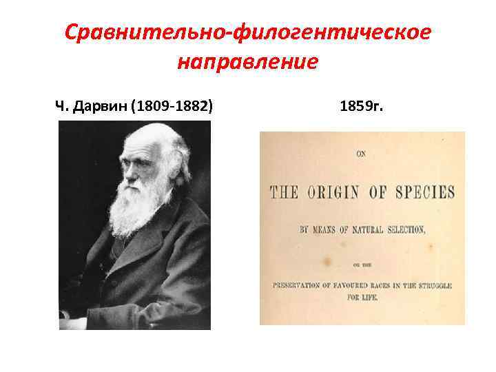 Сравнительно-филогентическое направление Ч. Дарвин (1809 -1882) 1859 г. 