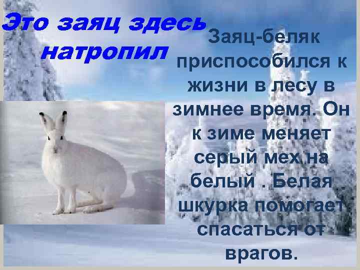Это заяц здесь Заяц-беляк натропил приспособился к жизни в лесу в зимнее время. Он