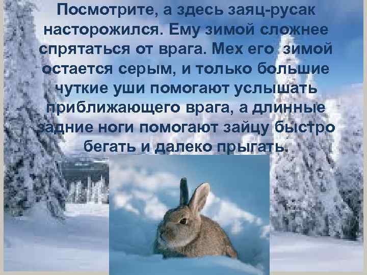 Посмотрите, а здесь заяц-русак насторожился. Ему зимой сложнее спрятаться от врага. Мех его зимой