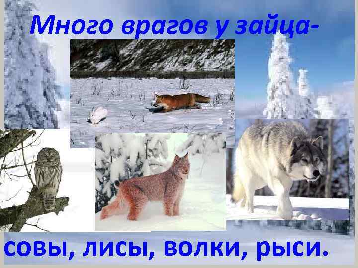 Много врагов у зайца- совы, лисы, волки, рыси. 