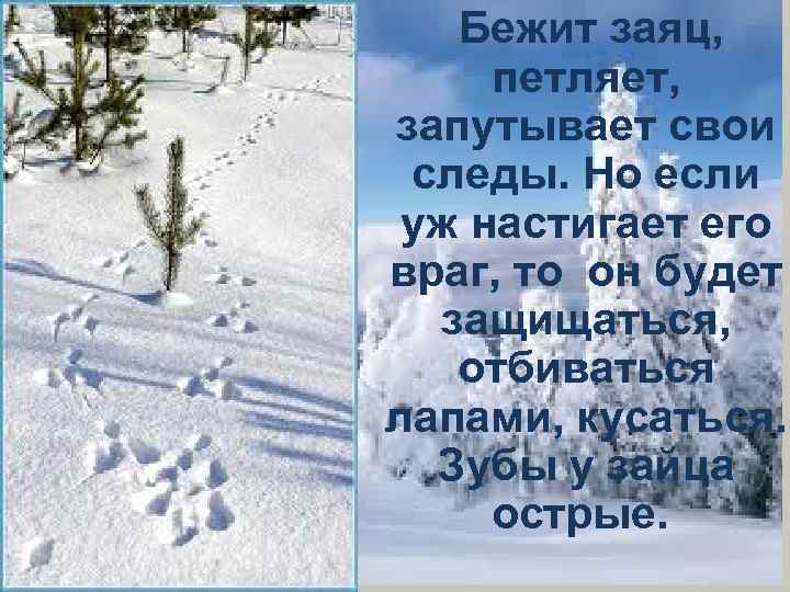  Бежит заяц, петляет, запутывает свои следы. Но если уж настигает его враг, то