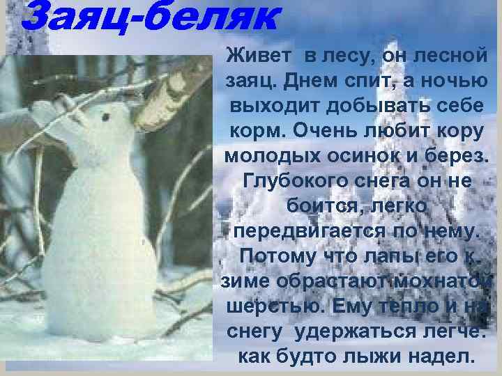 Заяц-беляк Живет в лесу, он лесной заяц. Днем спит, а ночью выходит добывать себе