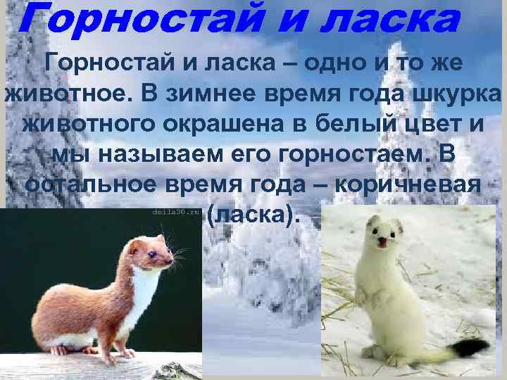 Горностай и ласка – одно и то же животное. В зимнее время года шкурка
