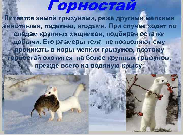 Горностай Питается зимой грызунами, реже другими мелкими животными, падалью, ягодами. При случае ходит по
