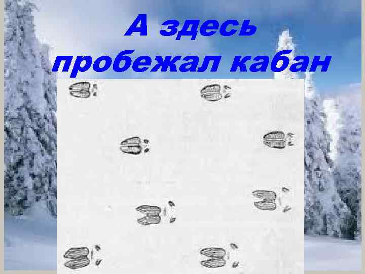 А здесь пробежал кабан 
