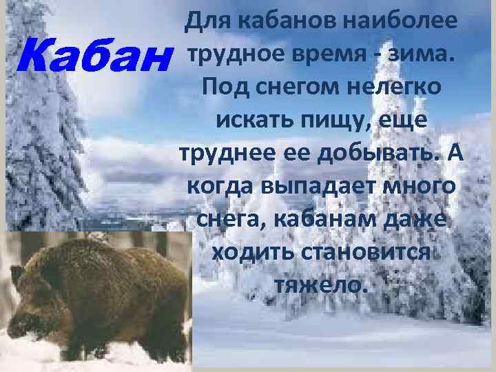 Кабан Для кабанов наиболее трудное время - зима. Под снегом нелегко искать пищу, еще