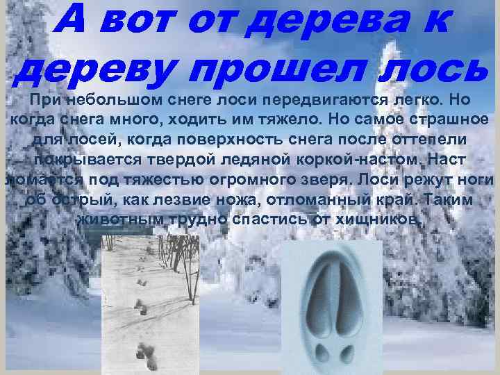 А вот от дерева к дереву прошел лось При небольшом снеге лоси передвигаются легко.