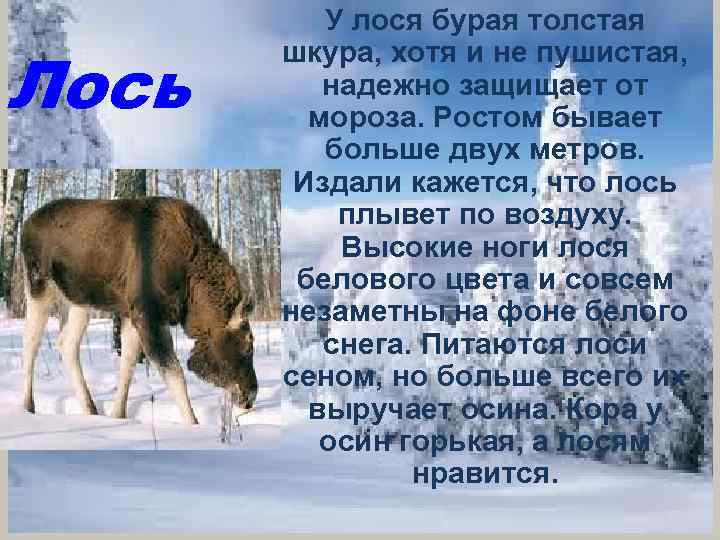 Лось У лося бурая толстая шкура, хотя и не пушистая, надежно защищает от мороза.