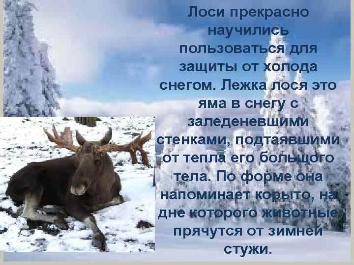 Лоси прекрасно научились пользоваться для защиты от холода снегом. Лежка лося это яма в