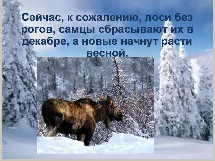 Сейчас, к сожалению, лоси без рогов, самцы сбрасывают их в декабре, а новые начнут