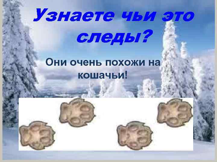 Узнаете чьи это следы? Они очень похожи на кошачьи! 