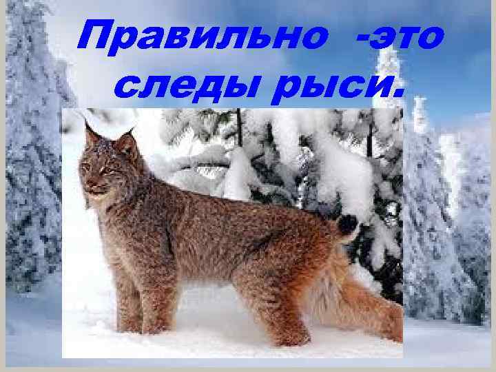 Правильно -это следы рыси. 