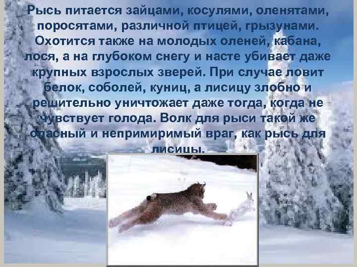 Рысь питается зайцами, косулями, оленятами, поросятами, различной птицей, грызунами. Охотится также на молодых оленей,