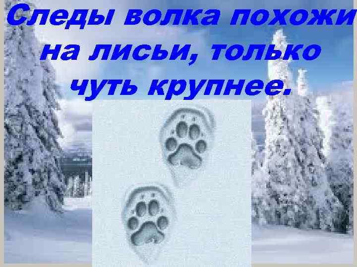 Следы волка похожи на лисьи, только чуть крупнее. 
