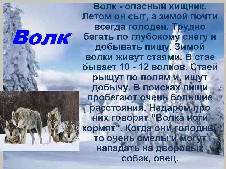 Волк - опасный хищник. Летом он сыт, а зимой почти всегда голоден. Трудно бегать
