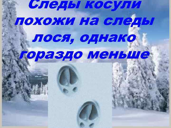 Следы косули похожи на следы лося, однако гораздо меньше 