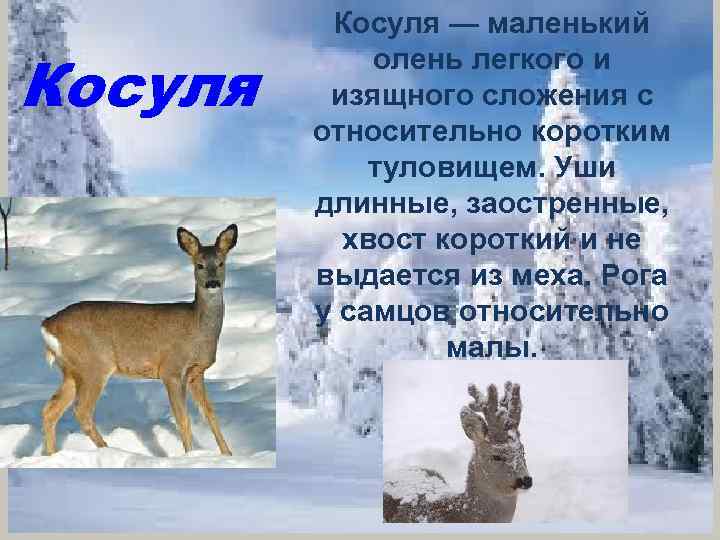 Косуля — маленький олень легкого и изящного сложения с относительно коротким туловищем. Уши длинные,