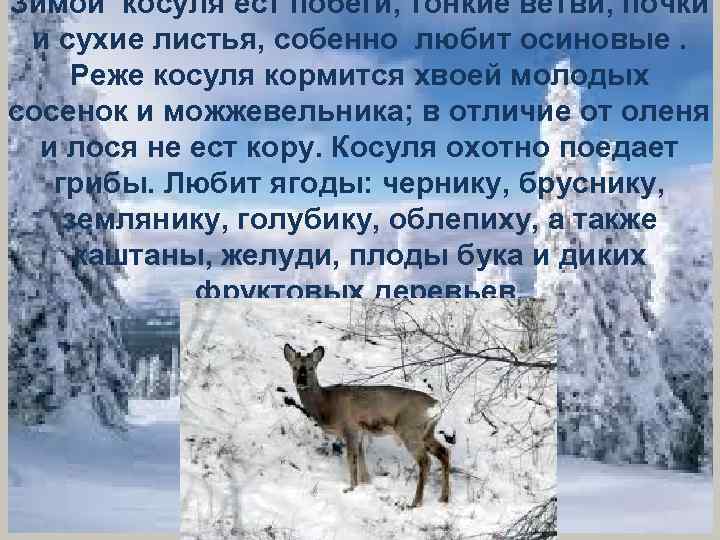 Зимой косуля ест побеги, тонкие ветви, почки и сухие листья, собенно любит осиновые. Реже