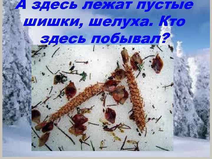 А здесь лежат пустые шишки, шелуха. Кто здесь побывал? 