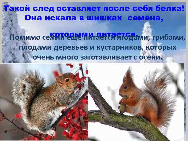 Такой след оставляет после себя белка! Она искала в шишках семена, которыми питается. Помимо