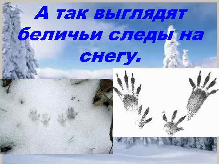 А так выглядят беличьи следы на снегу. 