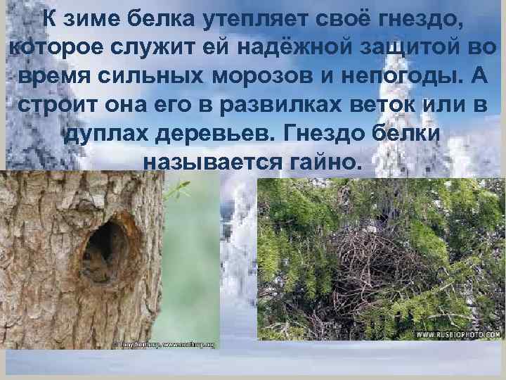 К зиме белка утепляет своё гнездо, которое служит ей надёжной защитой во время сильных