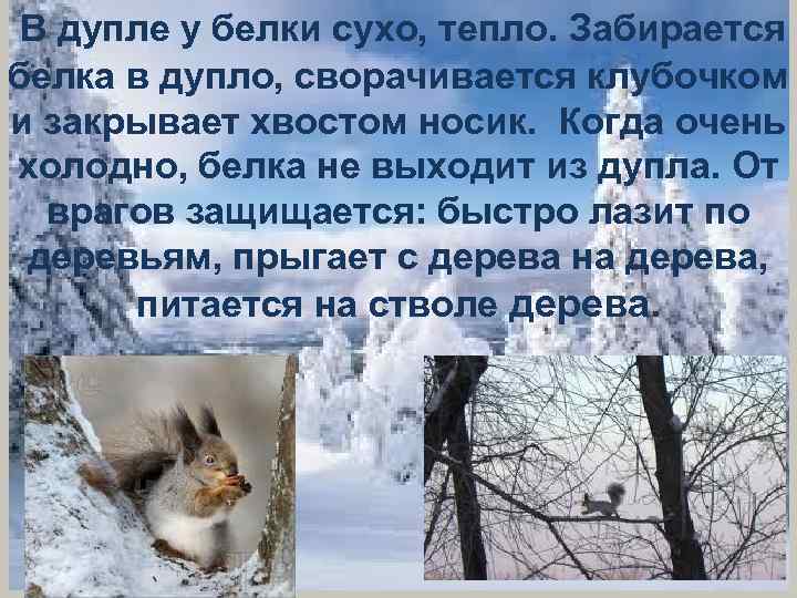  В дупле у белки сухо, тепло. Забирается белка в дупло, сворачивается клубочком и